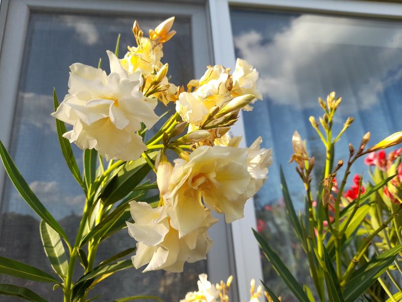  - 111 Bucurii pentru suflet 2022