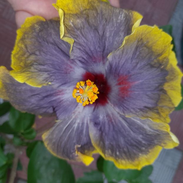 17.07.2022 - HIBISCUSI 2022-3