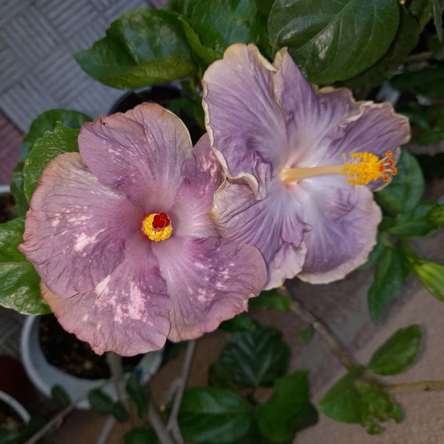 18.07.2022 - HIBISCUSI 2022-3