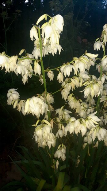  - Alte flori