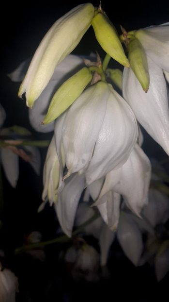  - Alte flori