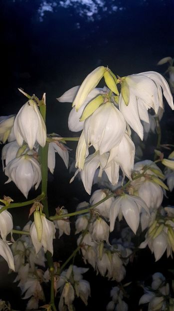  - Alte flori