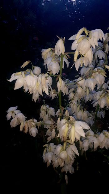  - Alte flori