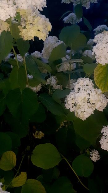  - Alte flori