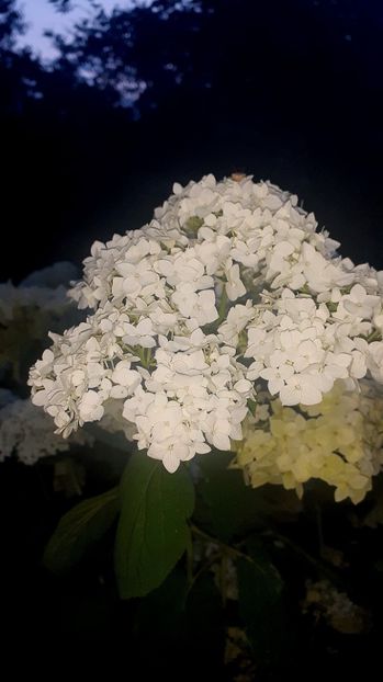 - Alte flori