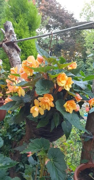 received_1687124951661054 - - Begonii 2022