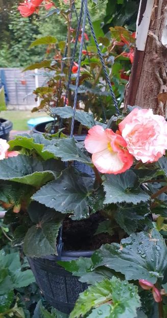 received_593379742188201 - 1-0 Begonii 2022