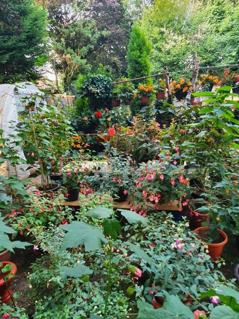 received_567065698458698 - - Gradina 2022