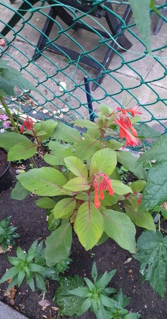 received_542765850981491 - 0 Gradina 2022