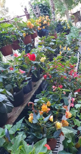 received_381261997257558 - 0 Gradina 2022