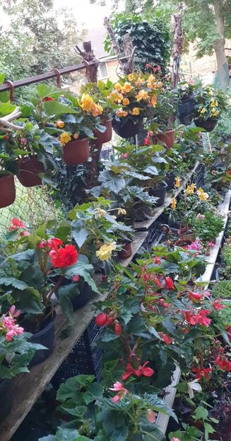 received_573659047730467 - 0 Gradina 2022
