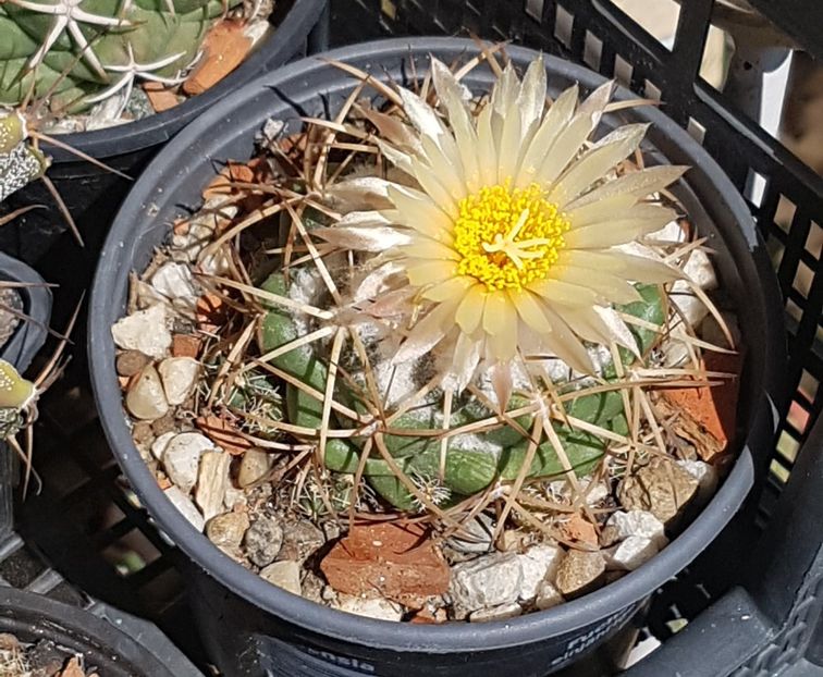 2022 Coryphanta sulcolanata - Cactusi si suculente 2020-2021-2022-2023- 2024