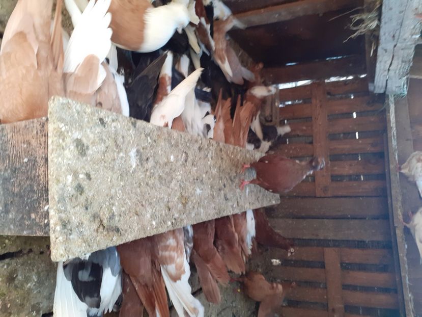  - 8-Jucatorii de Ardeal vechi