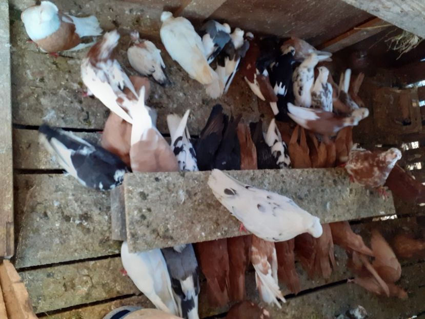  - 8-Jucatorii de Ardeal vechi