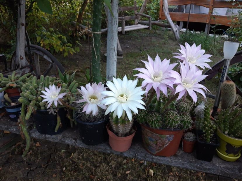  - cactusi