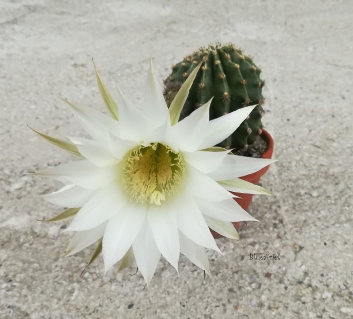  - Echinopsis Eyriesii