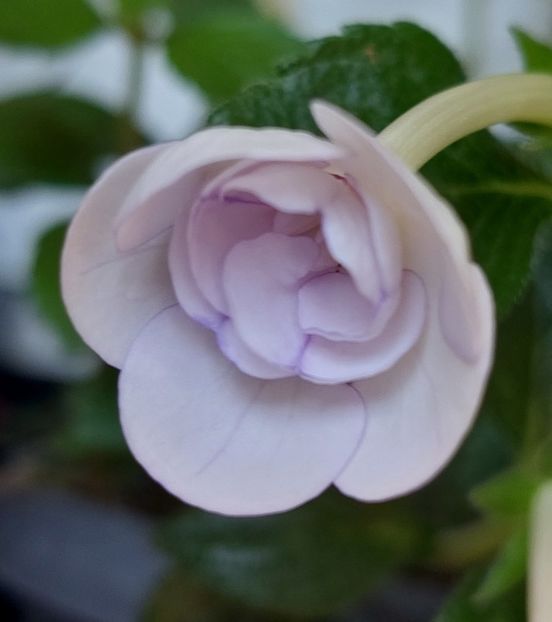  - Double Picotte Rose