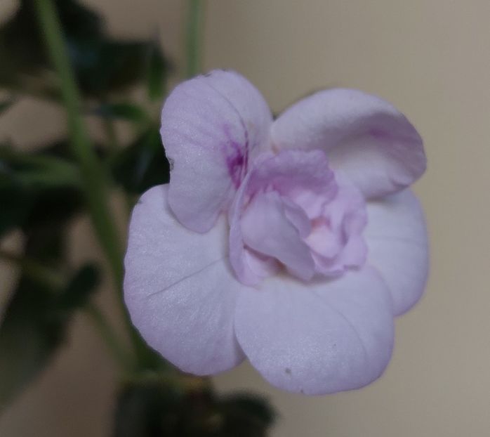 - LAVENDER BLISS