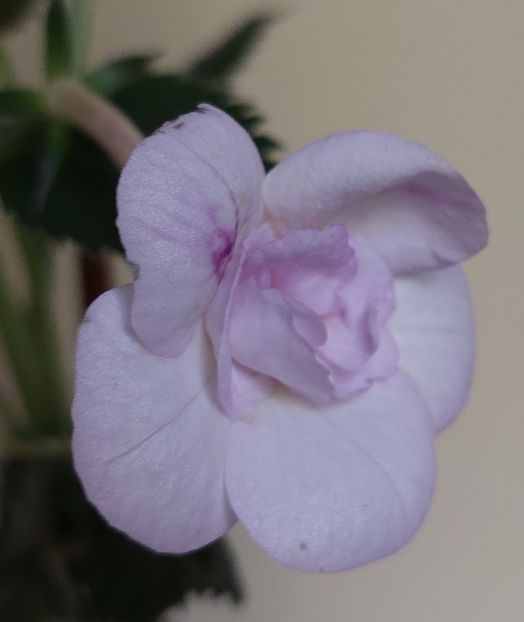  - LAVENDER BLISS