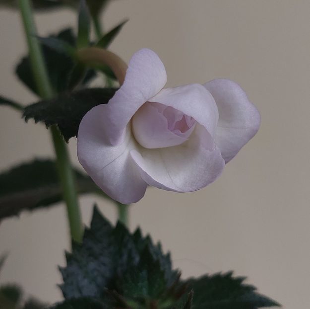  - LAVENDER BLISS