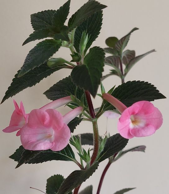  - BRID-S DORNROSCHEN