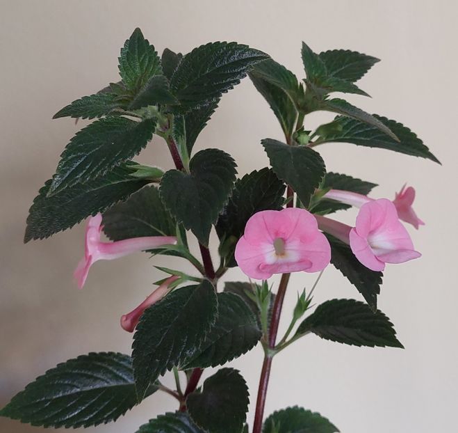  - BRID-S DORNROSCHEN