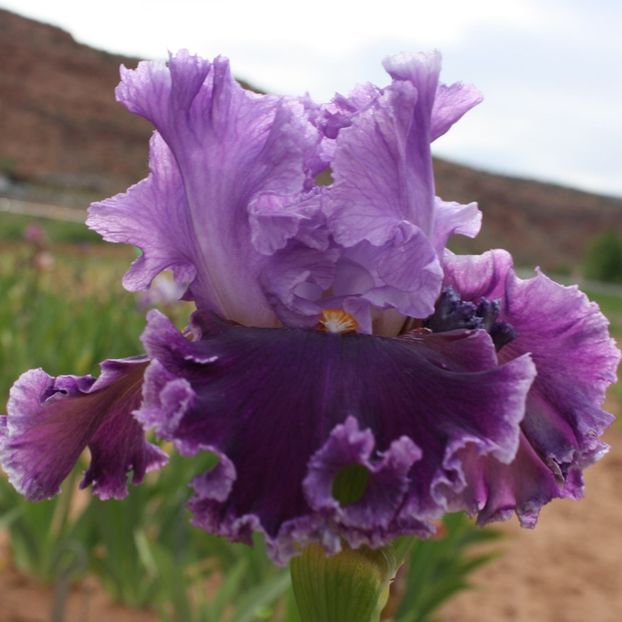 About Town - Bulbi Iris germanica de vanzare-2025
