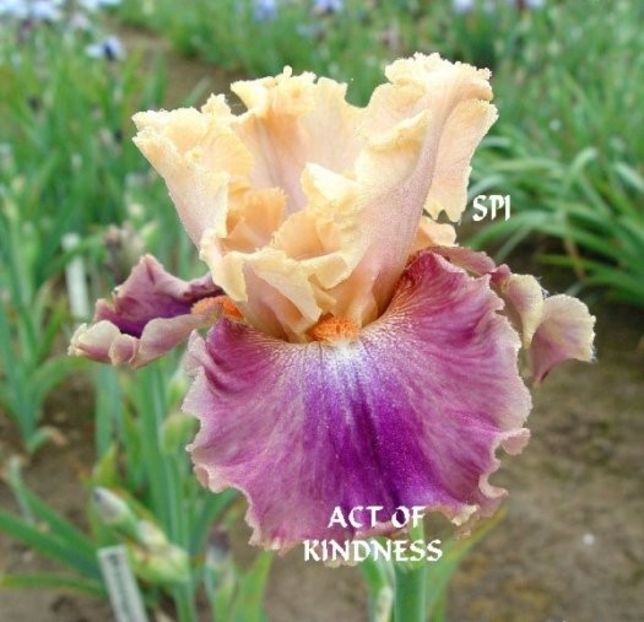 Act of Kindness - Bulbi Iris germanica de vanzare-2024