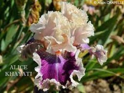 Alice Khayati - Bulbi Iris germanica de vanzare-2025