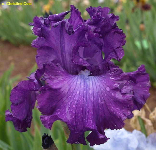 aristocracy22 - Bulbi Iris germanica de vanzare-2025