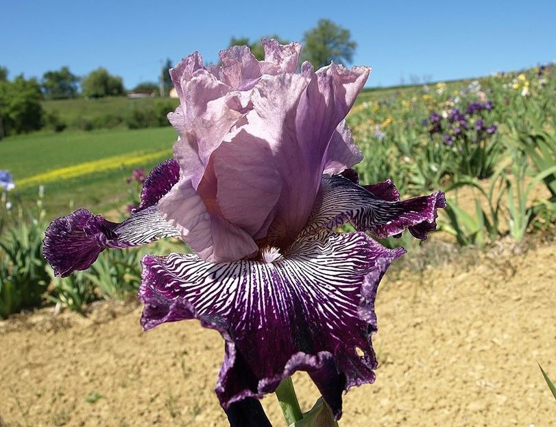 Astrology - Bulbi Iris germanica de vanzare-2025