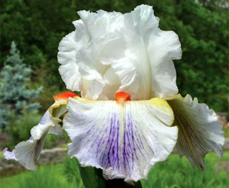 BARGAIN_HUNTER - Bulbi Iris germanica de vanzare-2025