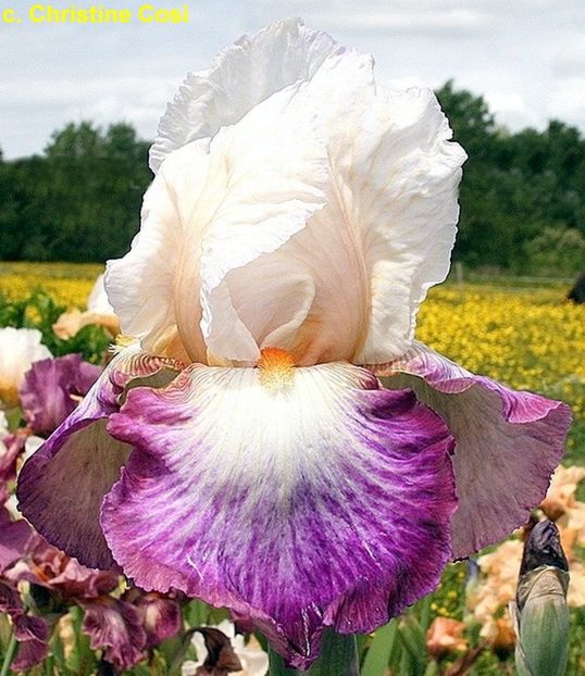 boldfashion11 - Bulbi Iris germanica de vanzare-2025