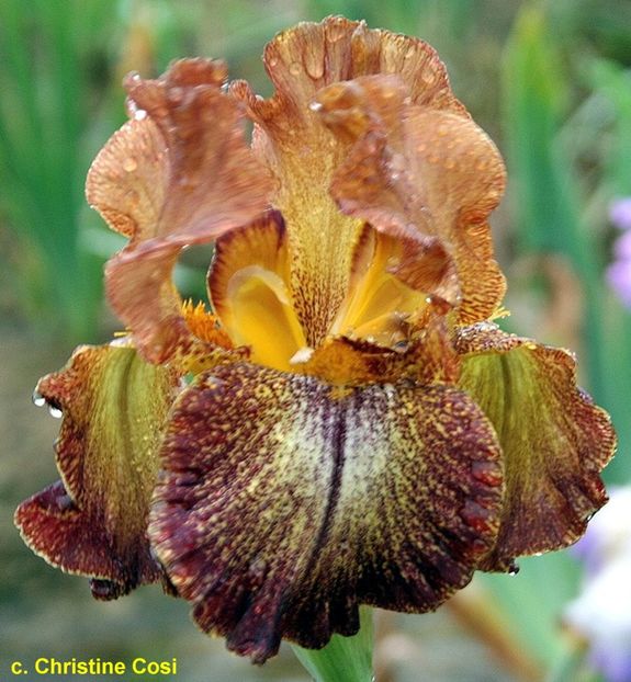broncobrown01 - Bulbi Iris germanica de vanzare-2025