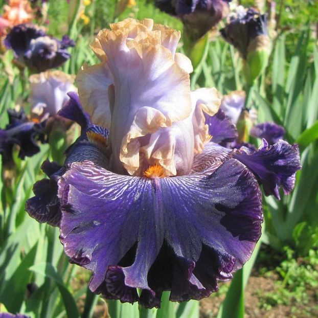 Bratislavan_Prince - Bulbi Iris germanica de vanzare-2025