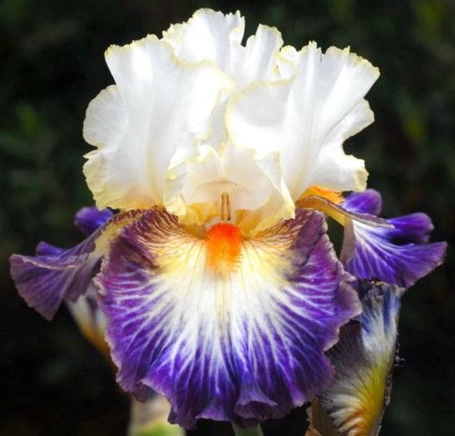 Boulevard Jazz - Bulbi Iris germanica de vanzare-2025