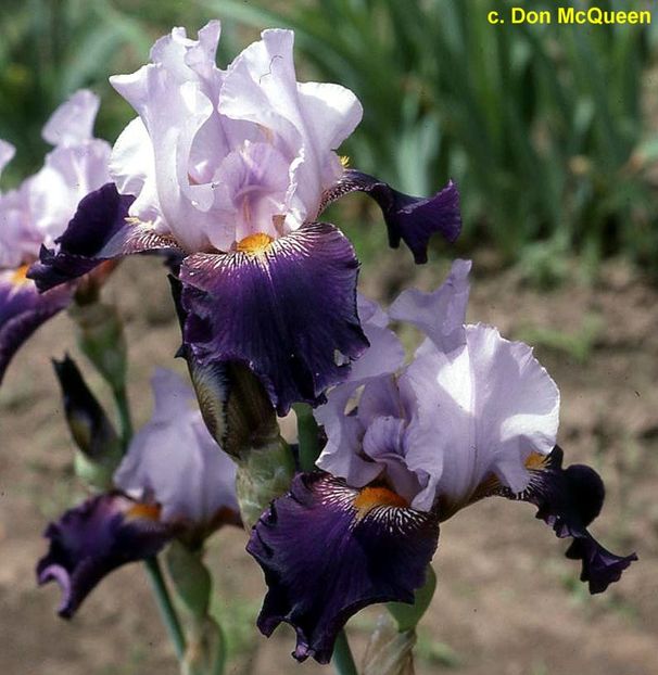 cabaretroyale - Bulbi Iris germanica de vanzare-2025