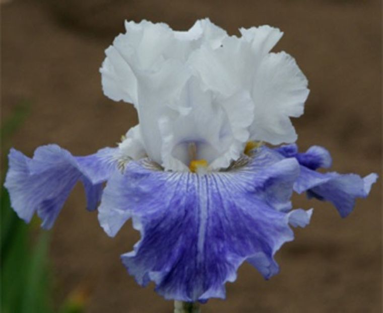 Cascadian Rhythm - Bulbi Iris germanica de vanzare-2024