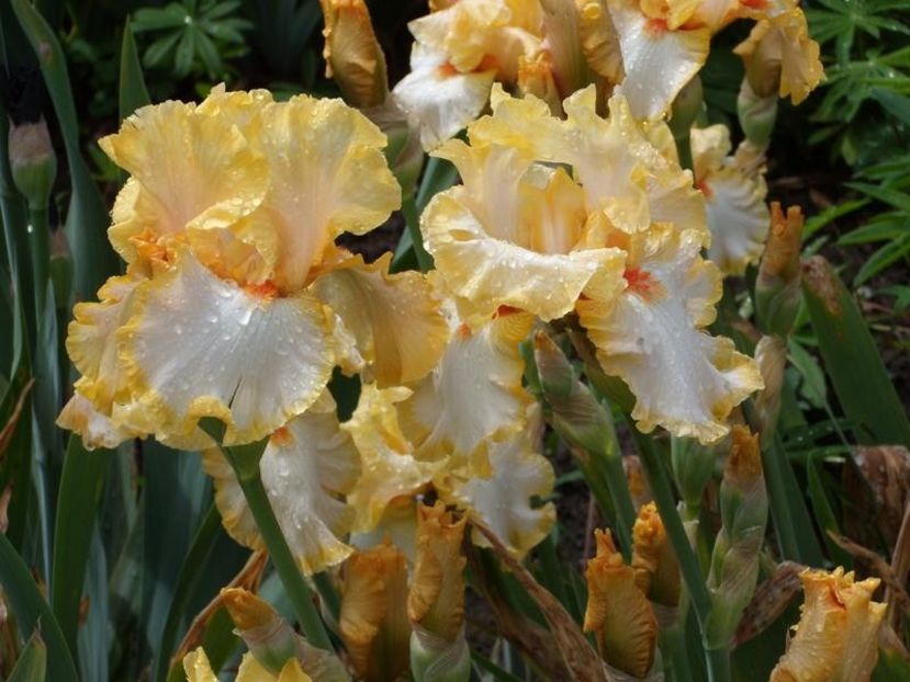 Champagne Waltz - Bulbi Iris germanica de vanzare-2025
