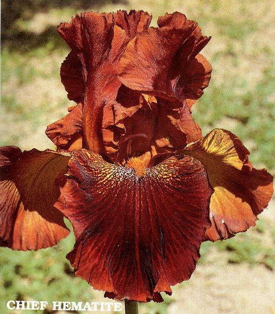 Chief Hematite - Bulbi Iris germanica de vanzare-2025