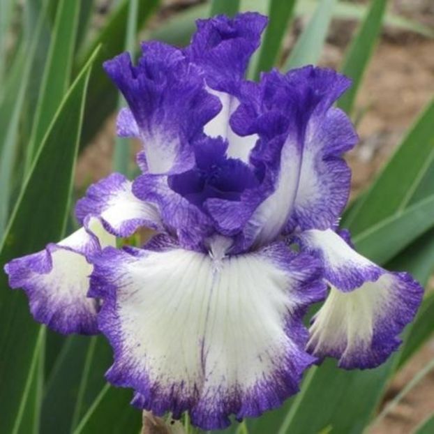 Classic Look - Bulbi Iris germanica de vanzare-2025