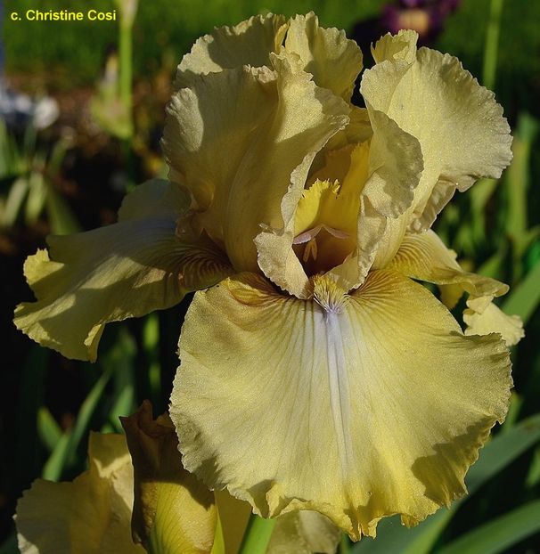 Country Cork - Bulbi Iris germanica de vanzare-2025