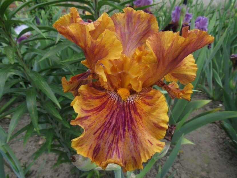 Crimson Tiger - Bulbi Iris germanica de vanzare-2025