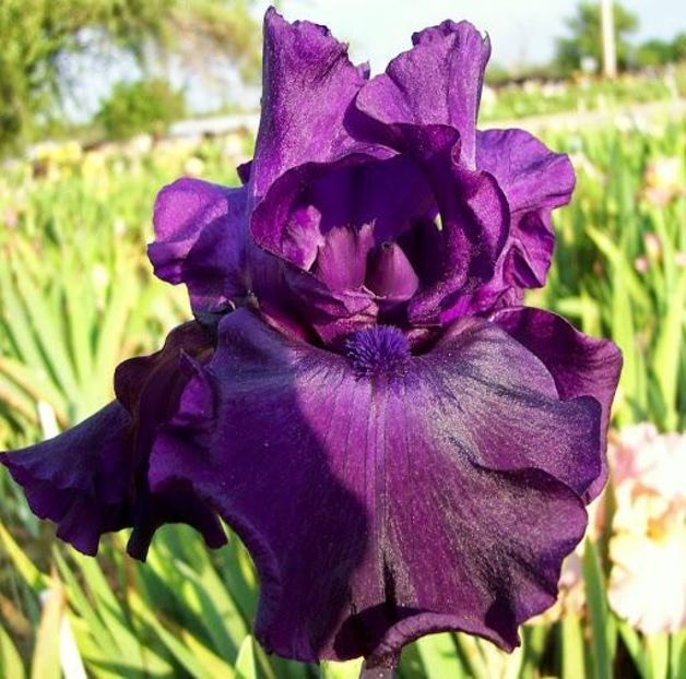 Darkside - Bulbi Iris germanica de vanzare-2025