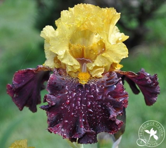 Tropical Garden - Bulbi Iris germanica de vanzare-2025