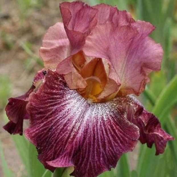 Vibrations - Bulbi Iris germanica de vanzare-2025