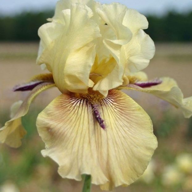 Thornbird - Bulbi Iris germanica de vanzare-2025