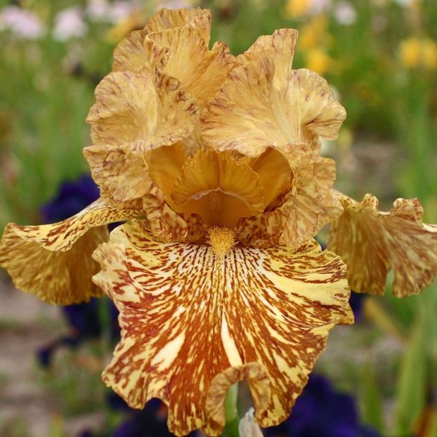 Tiger Honey - Bulbi Iris germanica de vanzare-2025