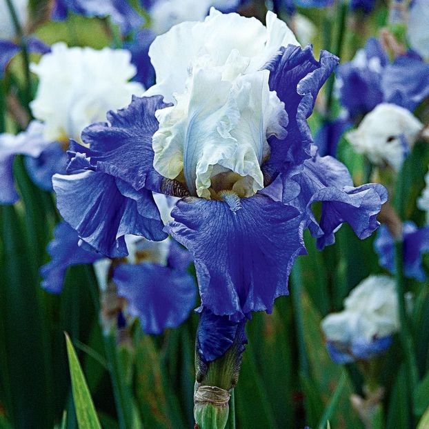 Stairway to Heaven - Bulbi Iris germanica de vanzare-2025