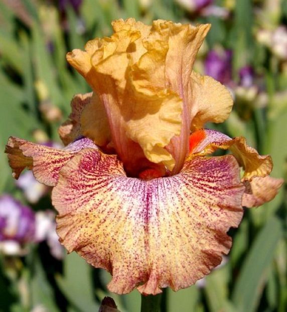 Sneezy - Bulbi Iris germanica de vanzare-2025
